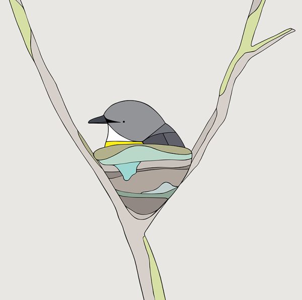 Eastern Yellow Robin Nesting