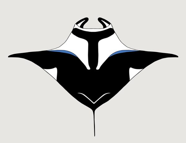 Manta Ray