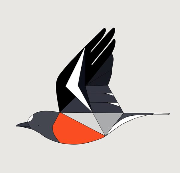 Flame Robin In Flight