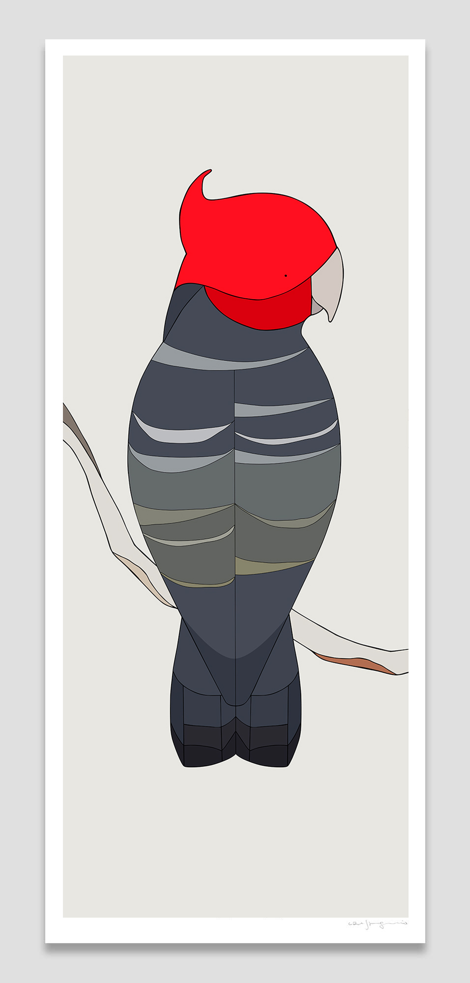 Gang-gang Cockatoo (male)