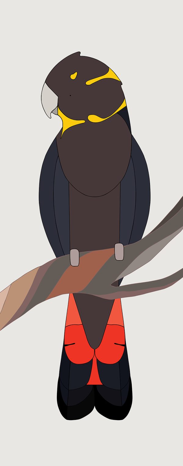 Glossy Black-Cockatoo
