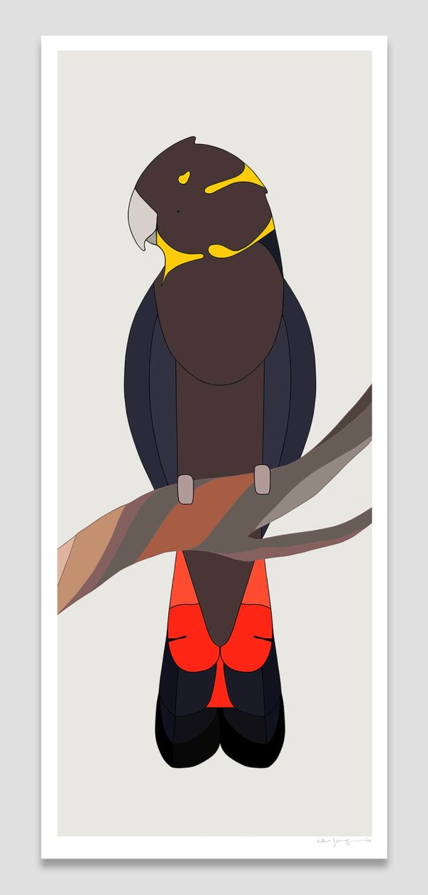 Glossy Black-Cockatoo