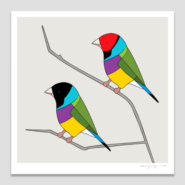 Gouldian Finches