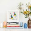 Gouldian Finches - Image 2