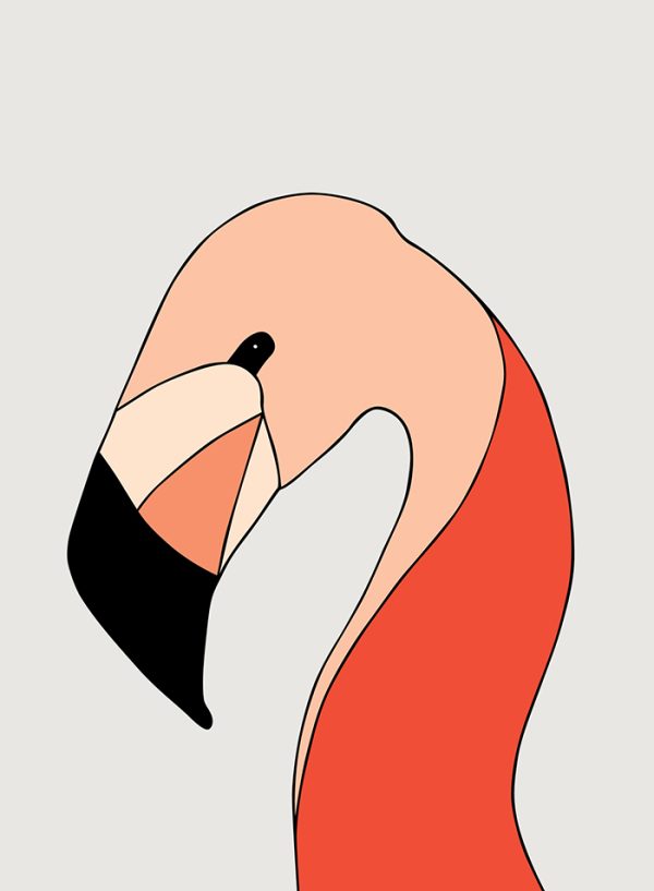 Greater Flamingo