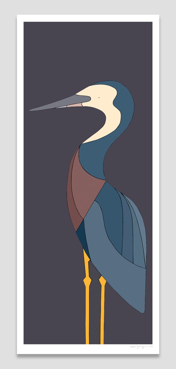 White-faced Heron