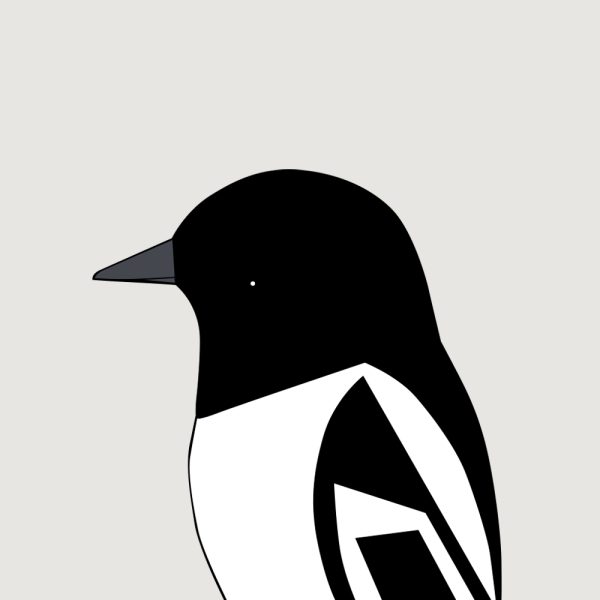 Hooded Robin