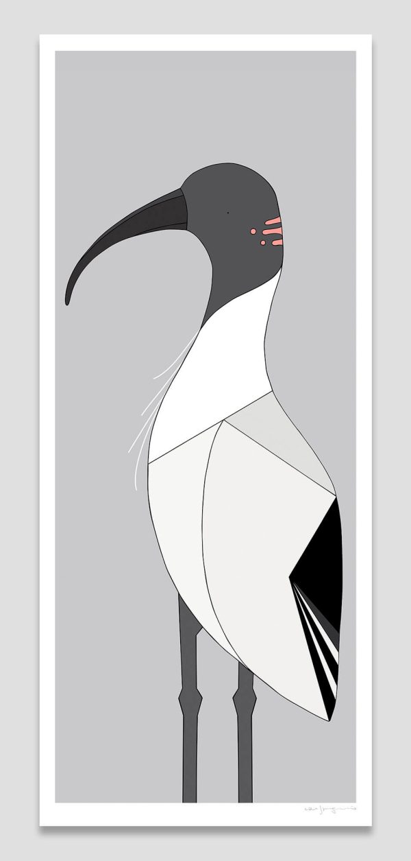 Australian White Ibis