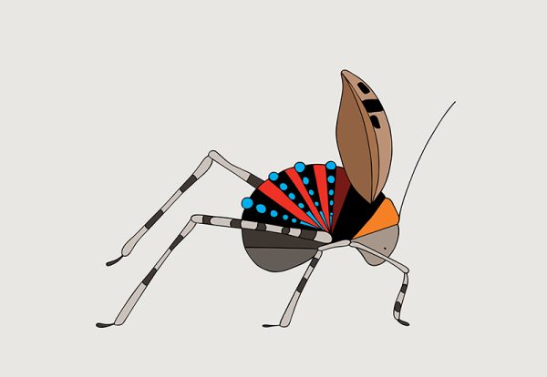 Mountain Katydid