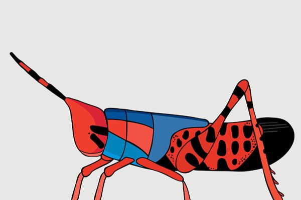 Leichhardt's Grasshopper