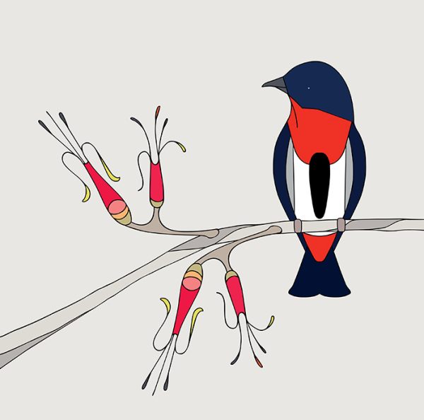 Mistletoebird