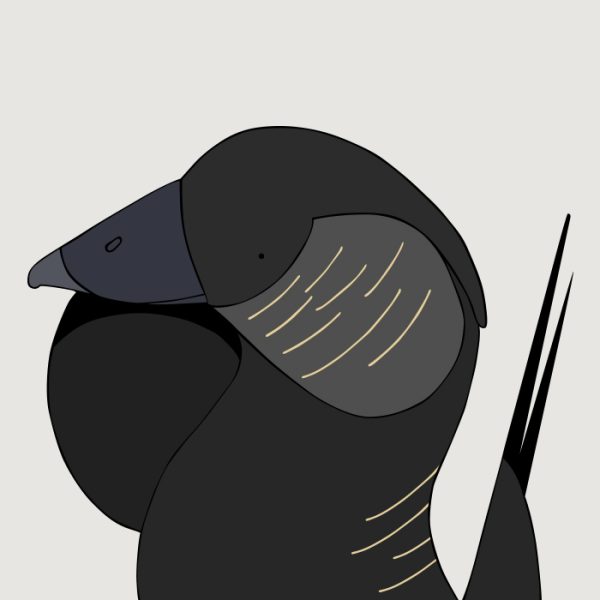 Musk Duck