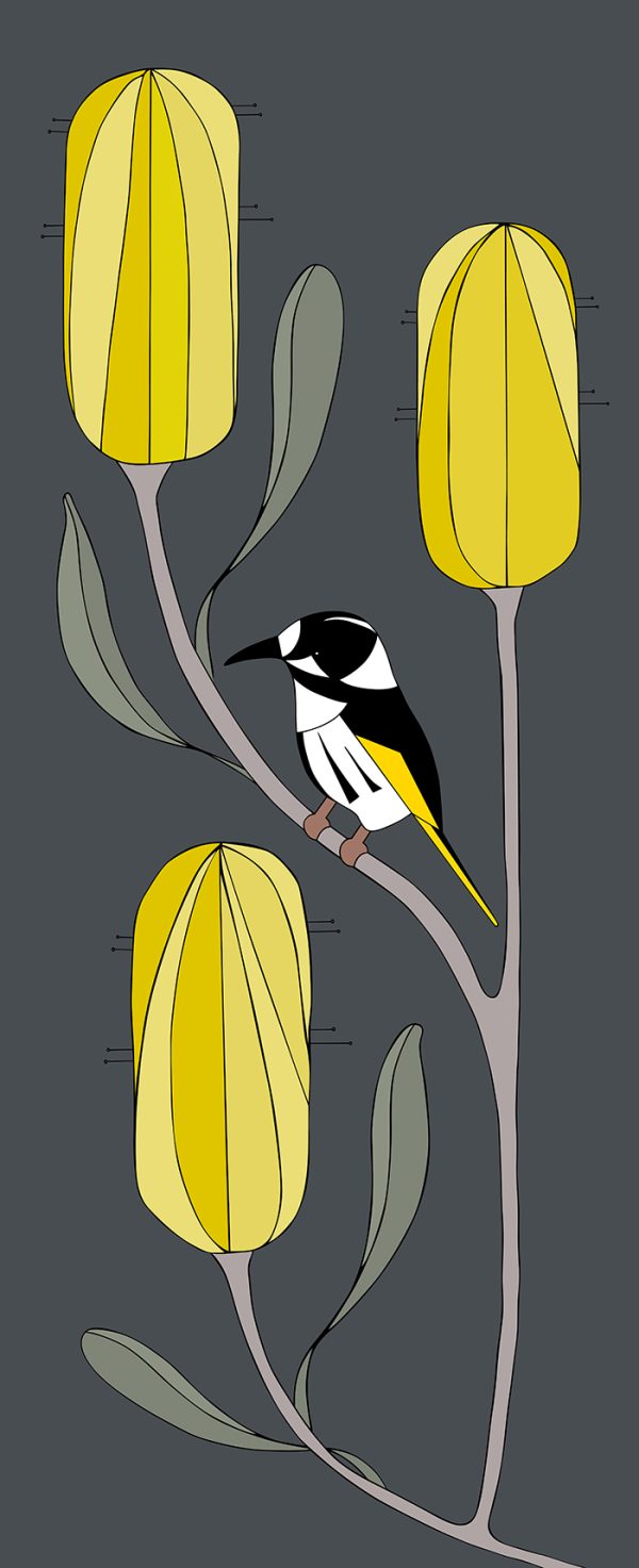 New Holland Honeyeater & Banksia