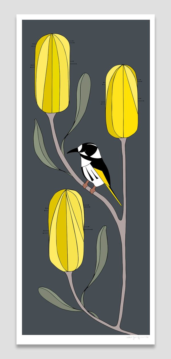 New Holland Honeyeater & Banksia