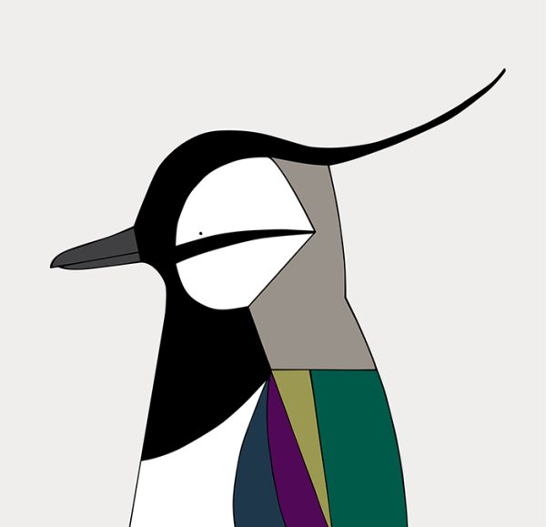 Northern Lapwing