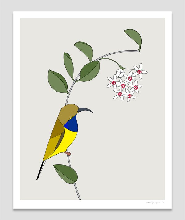 Olive-backed Sunbird and Hoya Australis
