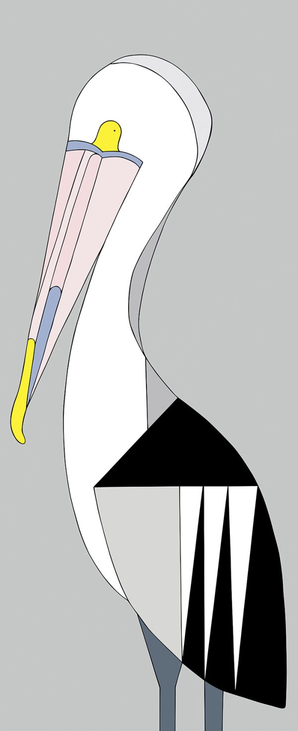 Australian Pelican