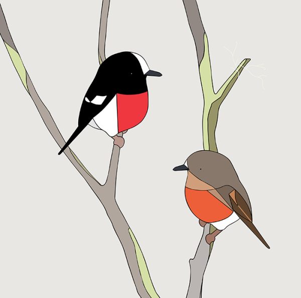 Pacific Robins