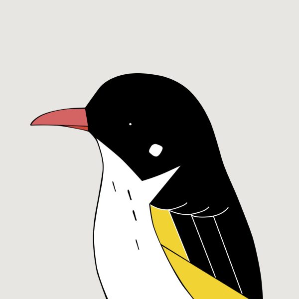 Painted Honeyeater