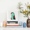 Paradise Parrot - Image 2