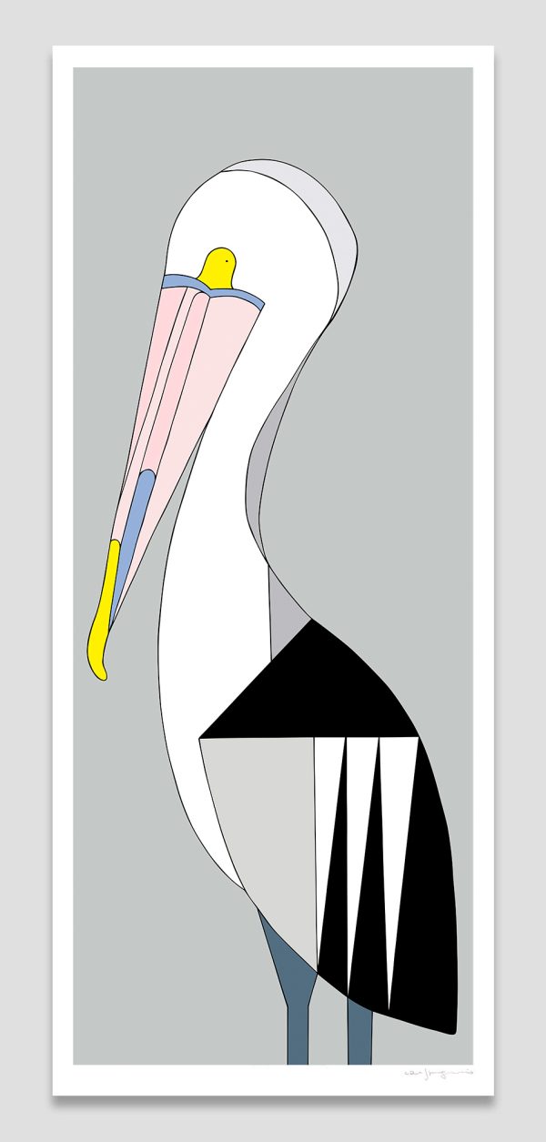 Australian Pelican