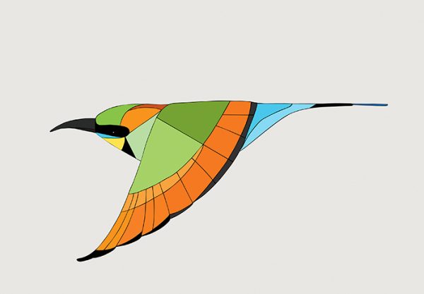 Rainbow Bee-eater In Flight