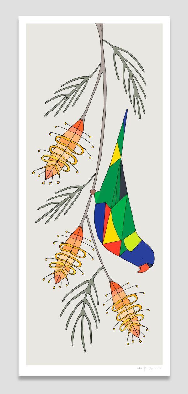 Rainbow Lorikeet and Grevillea