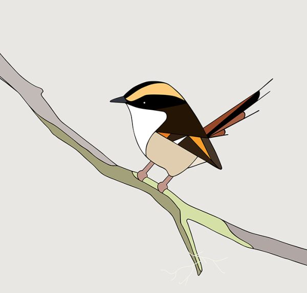 Rayadito (Thorn-tailed Rayadito)