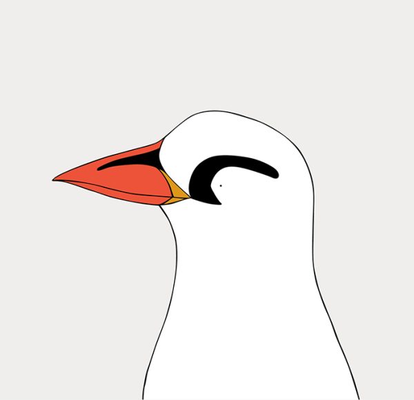 Red-tailed Tropicbird