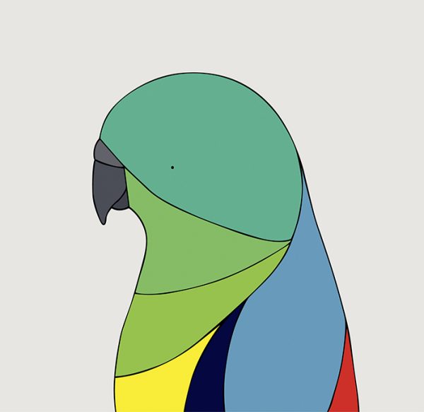 Red-rumped Parrot