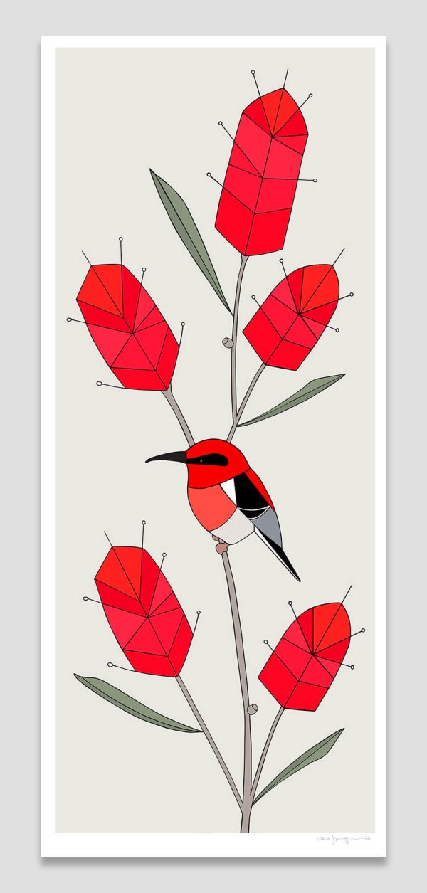 Scarlet Honeyeater & Bottlebrush