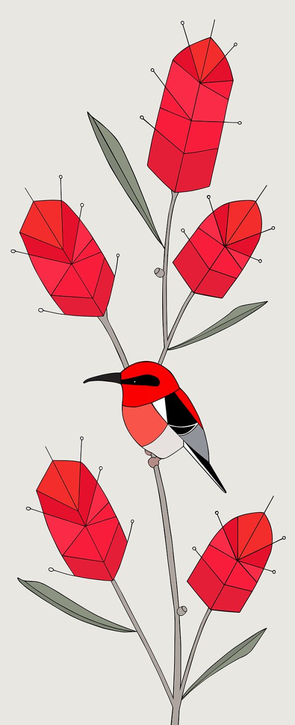 Scarlet Honeyeater & Bottlebrush