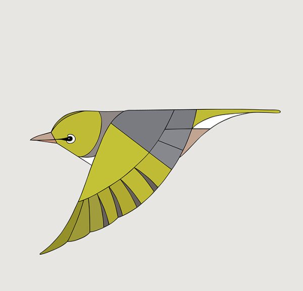 Silvereye In Flight