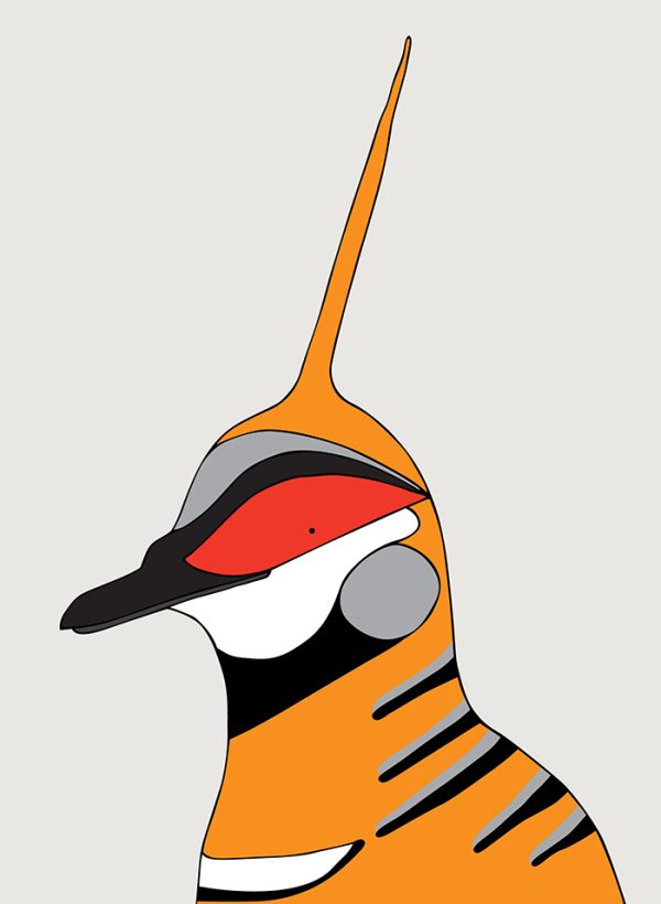 Spinifex Pigeon