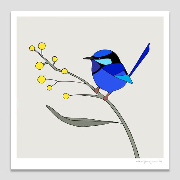 Splendid Fairy-wren & Wattle