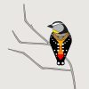 Spotted Pardalote