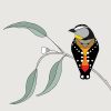 Spotted Pardalote and Eucalyptus