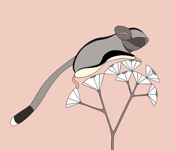 Sugar Glider and Corymbia Gummifera