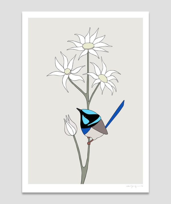 Superb Fairy-wren and Flannel Flower