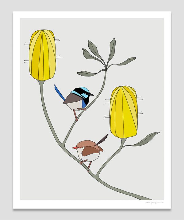 Superb Fairy-wrens & Banksia
