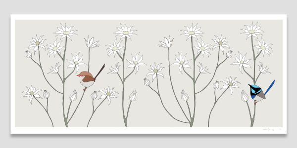 Superb Fairy-wrens & Flannel Flowers