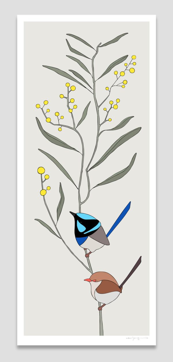 Superb Fairy-wrens and Wattle