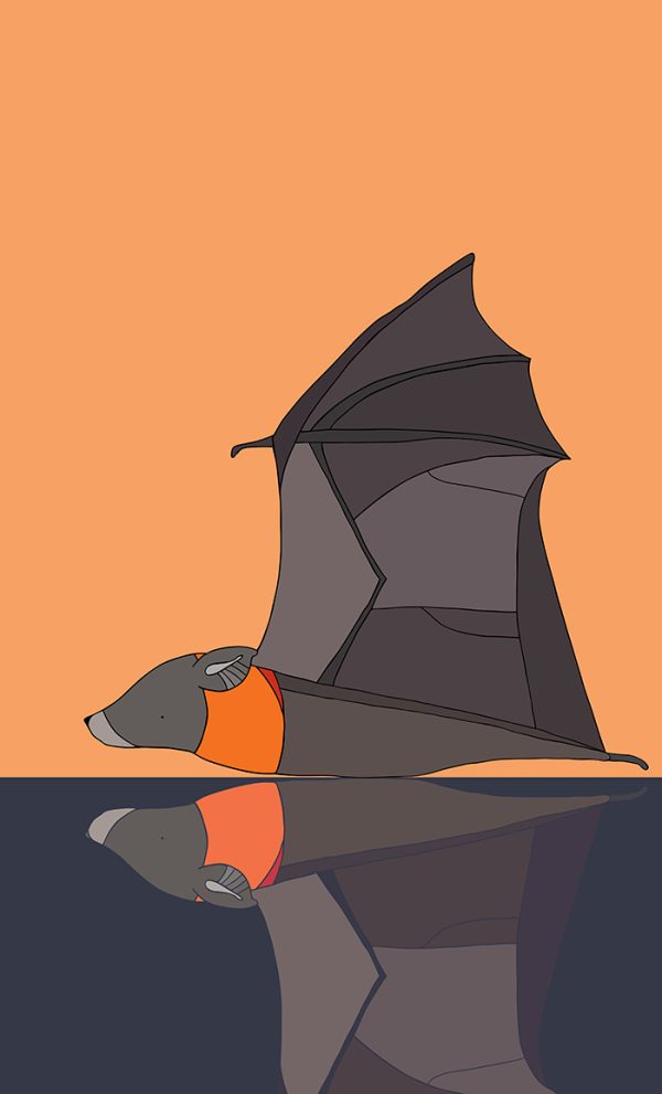 The Golden Hour (Grey-Headed Flying Fox)