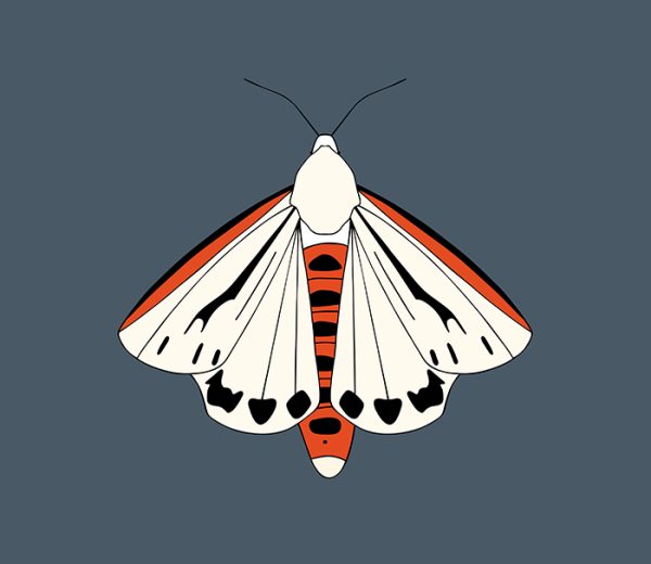 Aloa Marginata (Donovan's Tiger Moth)