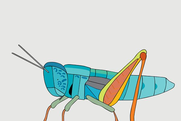 Thermocolour Grasshopper
