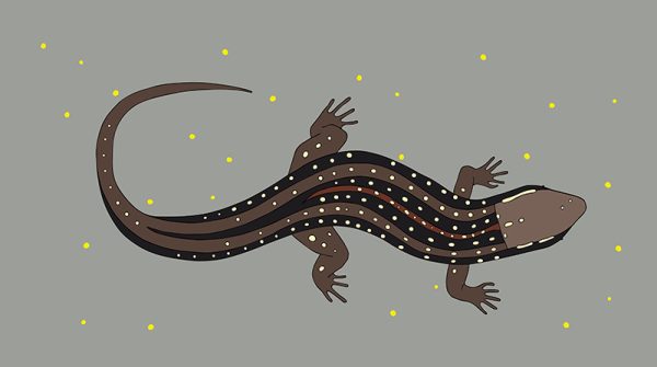 Guthega Skink