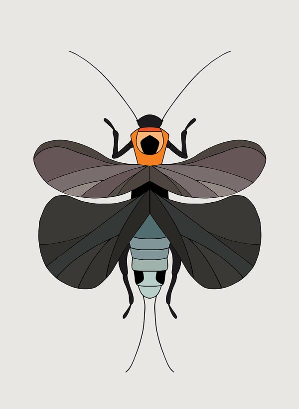 Alpine Stonefly