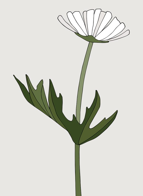 Anemone Buttercup
