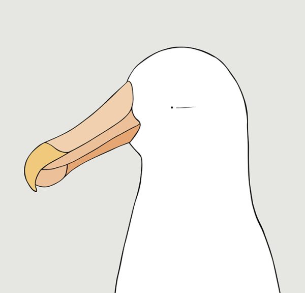 Wandering Albatross
