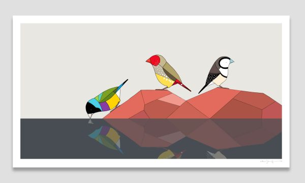 Gouldian Finch, Star Finch and Double-barred Finch